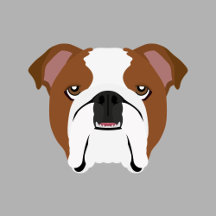 English Bulldog