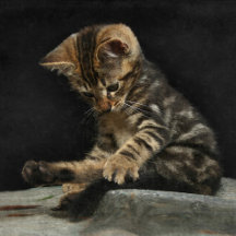 Cats & Kittens