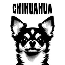 Chihuahua Dog