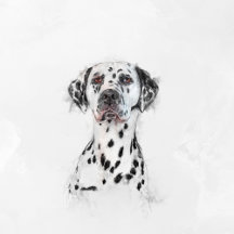 Dogs