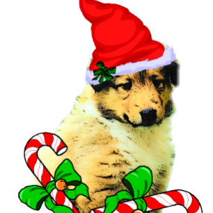 Collie Puppy Christmas Holiday Card