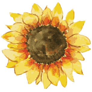 Rustic sunflower. Postpone wedding Change the Date Invitation Postcard