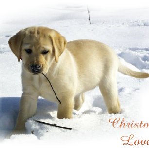 Labrador Retriever Christmas Gifts Holiday Card