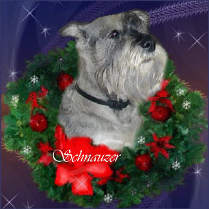 Standard Schnauzer Christmas Gifts Holiday Card