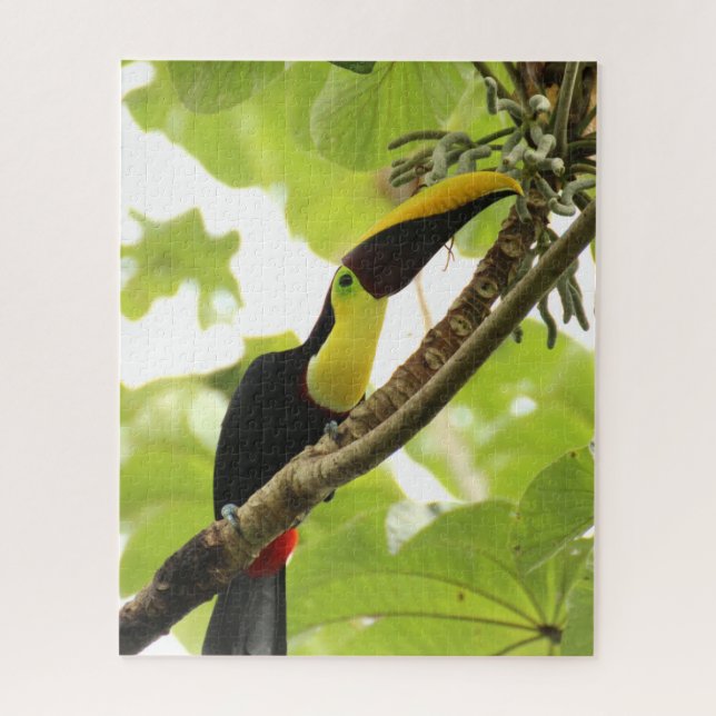Swainson Toucan Exotic Bird Jigsaw Puzzle (Vertical)