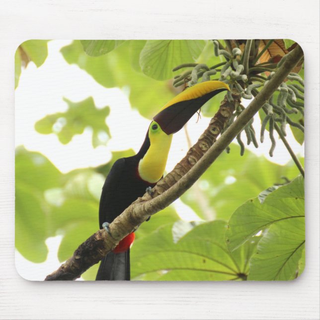 Swainson Toucan Exotic Bird Mouse Mat (Front)