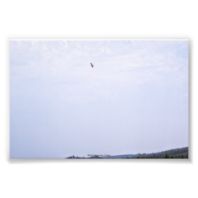 Swainson's Hawk Photo Print (Front)
