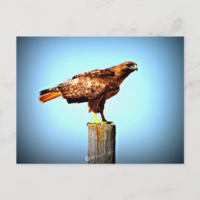 Swainson's Hawk Postcard (Front)