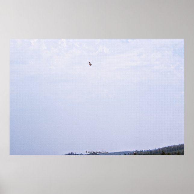 Swainson's Hawk Poster (Front)