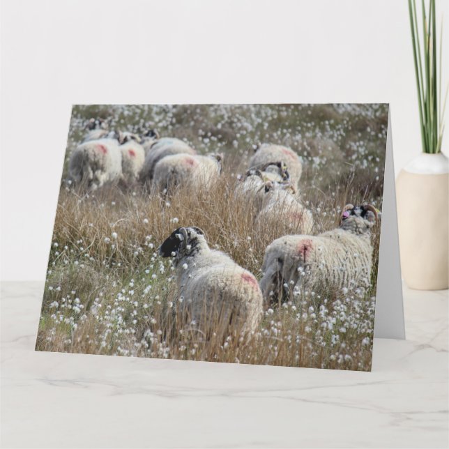 Swaledale ewes in cotton grass in Northhumberland  Card (Front)