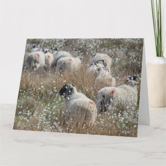Swaledale ewes in cotton grass in Northhumberland  Card