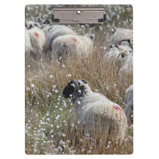 Swaledale ewes in cotton grass in Northhumberland  Clipboard (Front)
