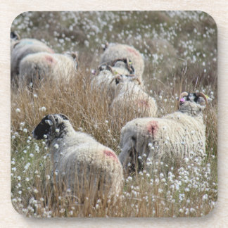 Swaledale ewes in cotton grass in Northhumberland  Coaster