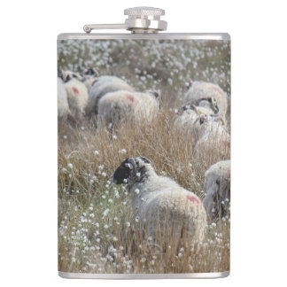 Swaledale ewes in cotton grass in Northhumberland  Hip Flask