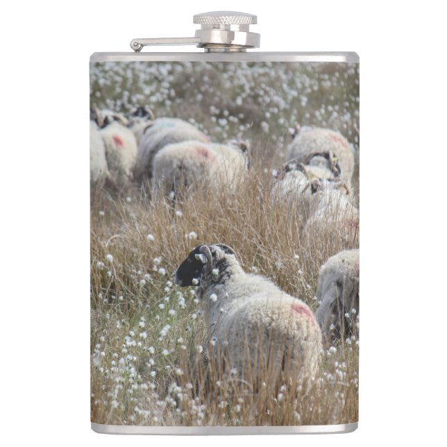 Swaledale ewes in cotton grass in Northhumberland  Hip Flask (Front)