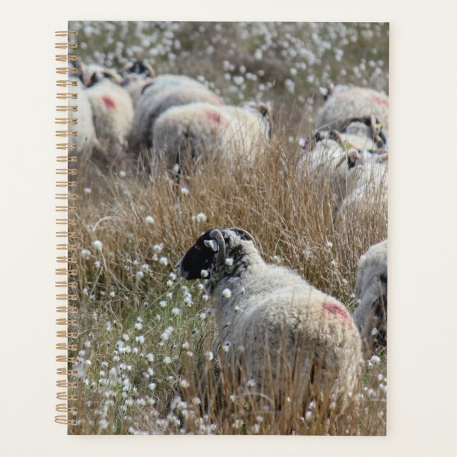 Swaledale ewes in cotton grass in Northhumberland  Planner (Front)