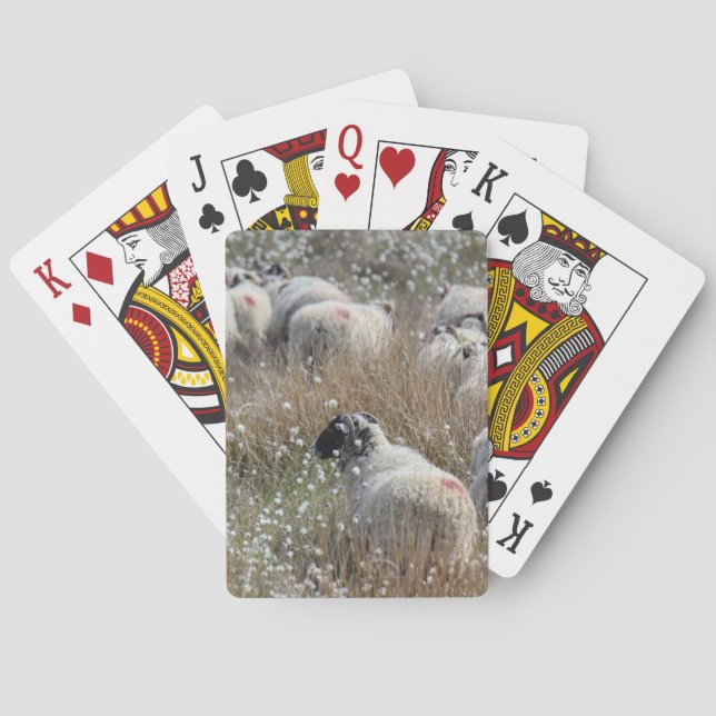 Swaledale ewes in cotton grass in Northhumberland  Playing Cards (Back)