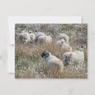 Swaledale ewes in cotton grass in Northhumberland  Postcard