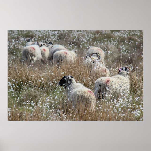 Swaledale ewes in cotton grass in Northhumberland  Poster (Front)