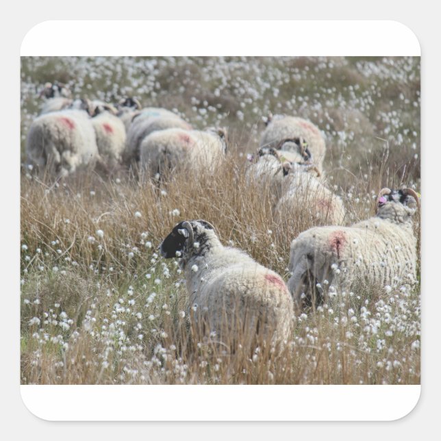 Swaledale ewes in cotton grass in Northhumberland  Square Sticker (Front)