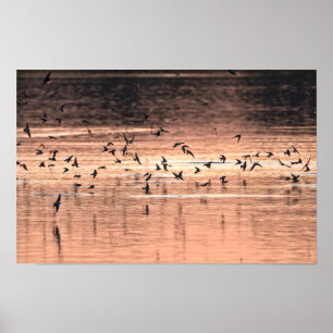 Swallow at sunset poster