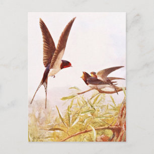 Swallow Bird Illustration Postcard