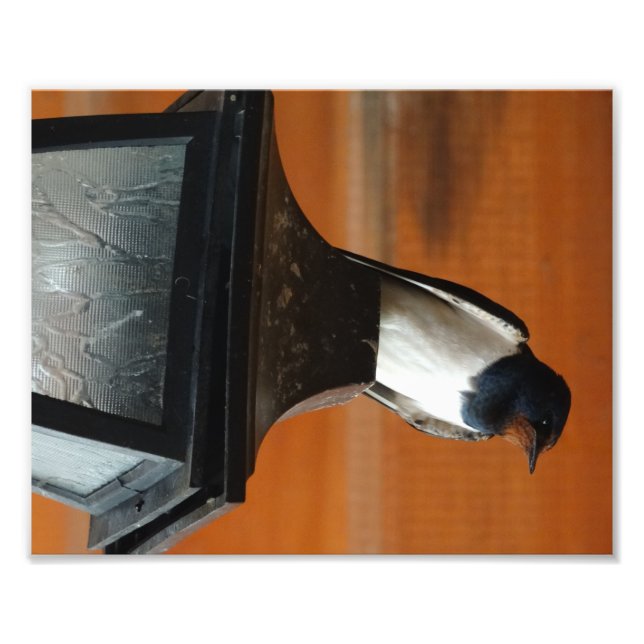 Swallow Bird on a Lamp  Professional Photo Print (Front)