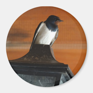 Swallow Bird on Lamp Photo Round Magnet