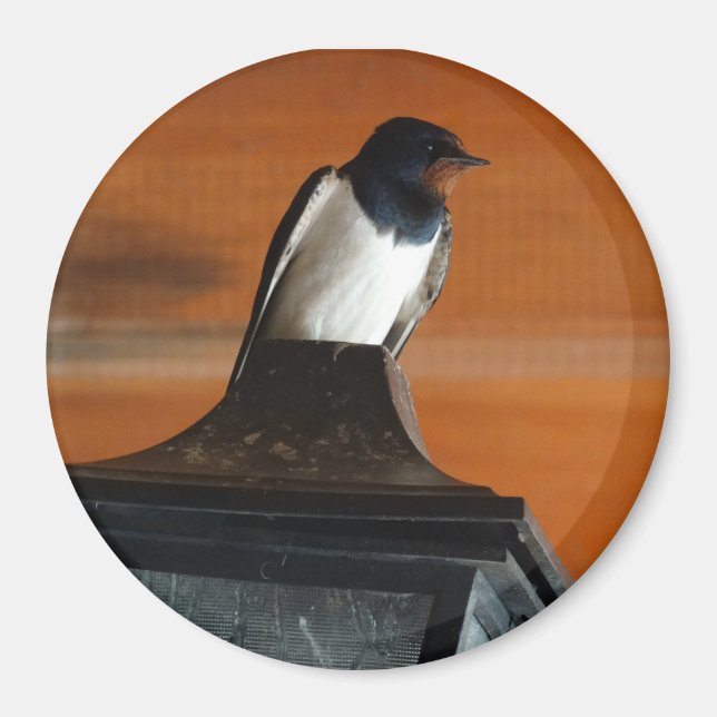Swallow Bird on Lamp Photo  Round Magnet (Front)