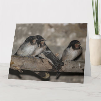 Swallow fledglings roosting on a branch  card