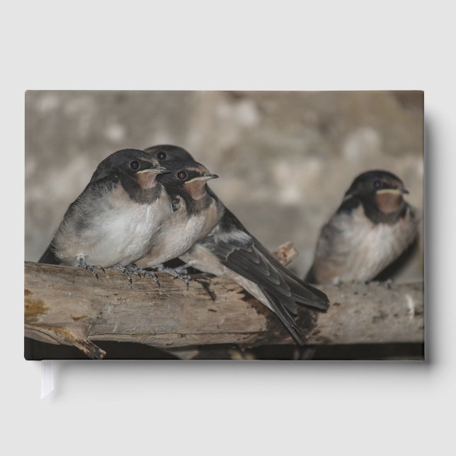 Swallow fledglings roosting on a branch  guest book (Front)