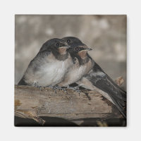 Swallow fledglings roosting on a branch 