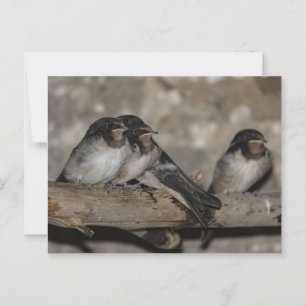 Swallow fledglings roosting on a branch  postcard