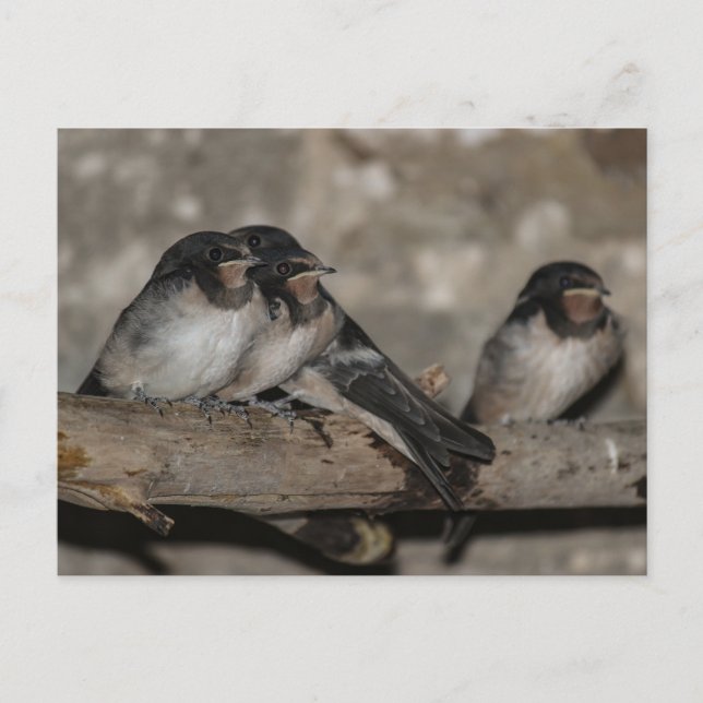 Swallow fledglings roosting on a branch  postcard (Front)