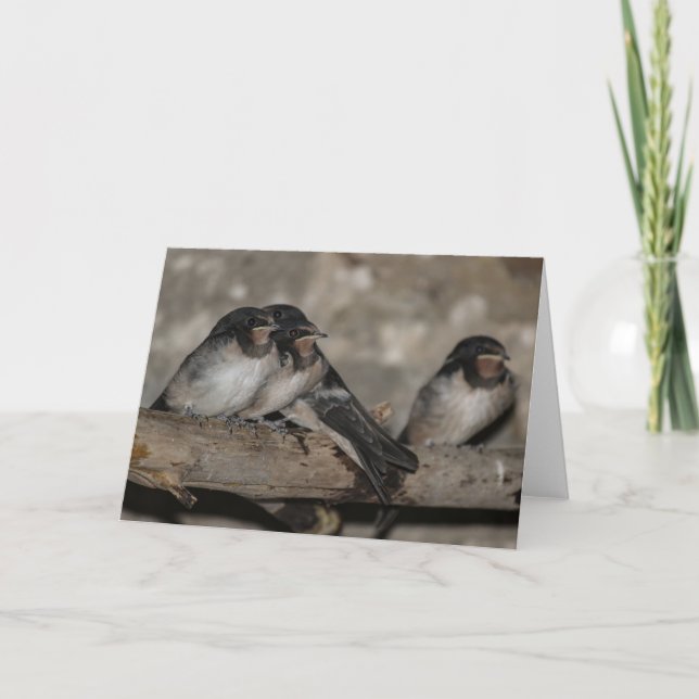 Swallow fledglings roosting on a branch  thank you card (Front)
