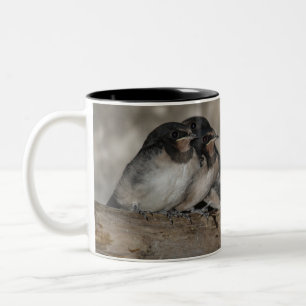Swallow fledglings roosting on a branch Two-Tone coffee mug