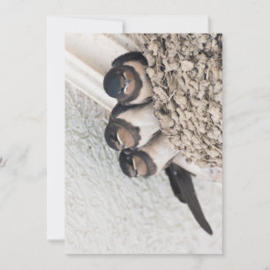 Swallow nestlings sitting in nest invitation