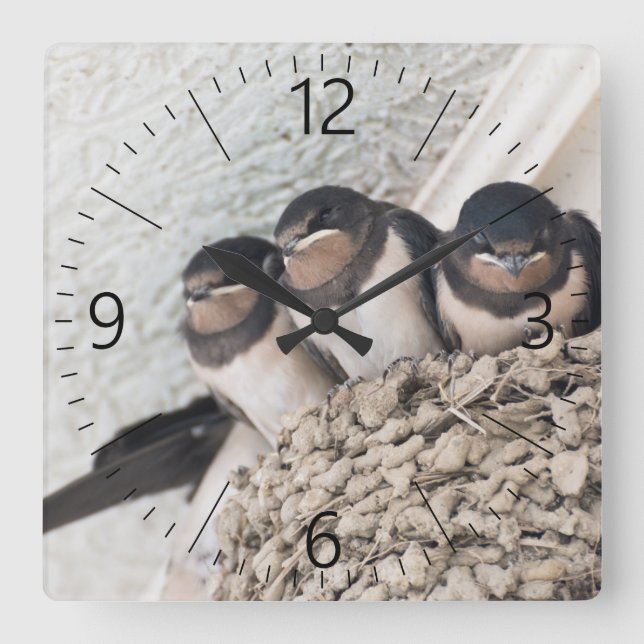 Swallow nestlings sitting in nest square wall clock (Front)