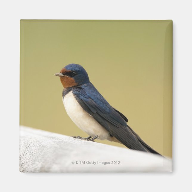 Swallow on a Wooden Ledge Magnet (Front)