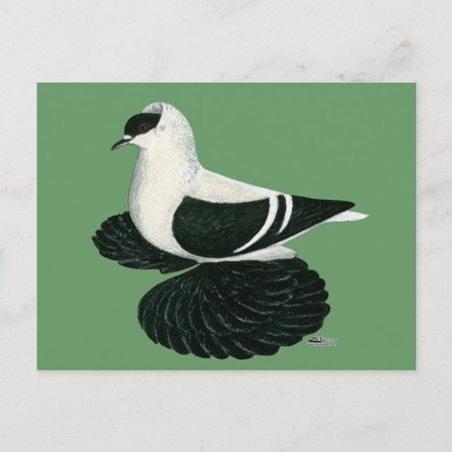 Swallow Pigeon Saxon Black White Bar Postcard (Front)