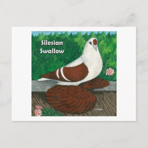 Swallow Pigeon: Silesian Postcard