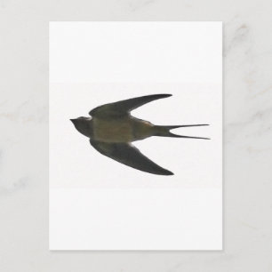 Swallow Postcard
