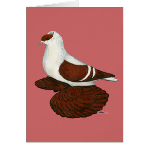 Swallow: Red Fullhead Pigeon
