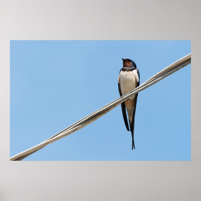 Swallow sitting on wire poster (Front)
