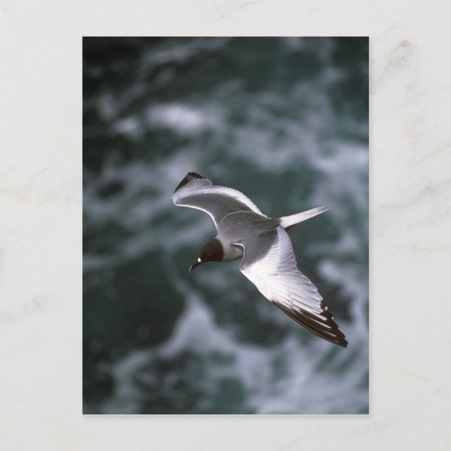 Swallow-Tailed Gull In Flight Postcard (Front)