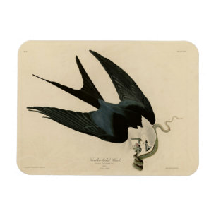 Swallow-tailed Hawk - Audubon's Birds of America Magnet