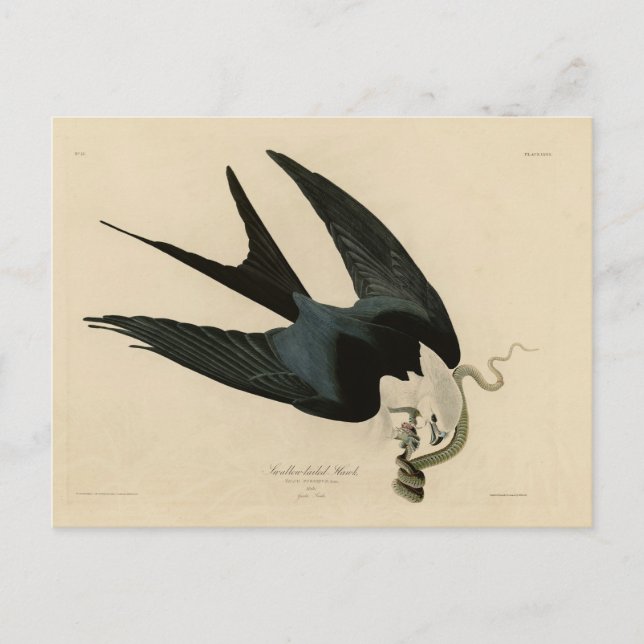 Swallow-tailed Hawk - Audubon's Birds of America Postcard (Front)