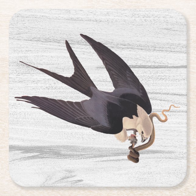 Swallow Tailed Hawk with Snake on Rustic Grey Square Paper Coaster (Front)