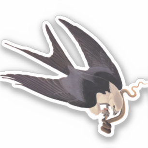 Swallow Tailed Hawk with Snake Vintage Audubon