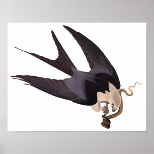 Swallow Tailed Hawk with Snake Vintage Audubon Poster